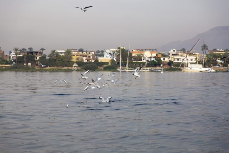 Birds on the Nile River